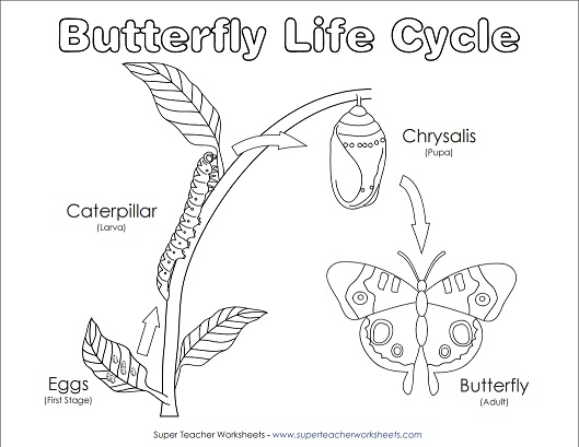 Life Cycle of a Butterfly Worksheet Life Cycle of a Butterfly Worksheet