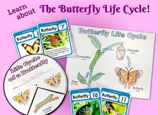 Fun Butterfly Life Cycle Activities Fun Butterfly Life Cycle Activities