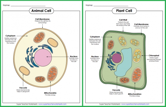 Parts of a Cell Posters Parts of a Cell Posters