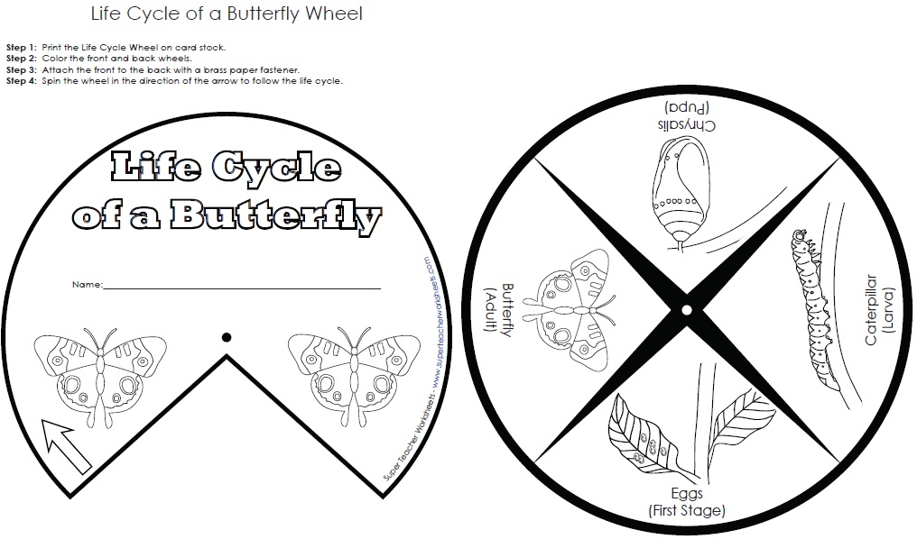 Butterfly Life Cycle Wheel Butterfly Life Cycle Wheel
