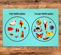 Classify Animals  Preview