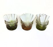 Autumn Leaves Science Preview