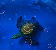 Oil Spill Science Experiment  Preview