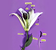 Learn the Parts of a Flower Preview