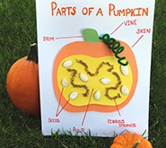 Parts of a Pumpkin Activities Preview
