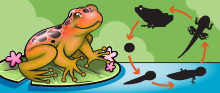 Frog Life Cycle