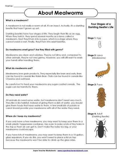 More Mealworm Stuff - About Mealworms (Printable PDF Worksheet)