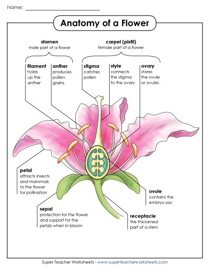 Flowers - Anatomy of a Flower Poster (Advanced) (Printable PDF Worksheet)