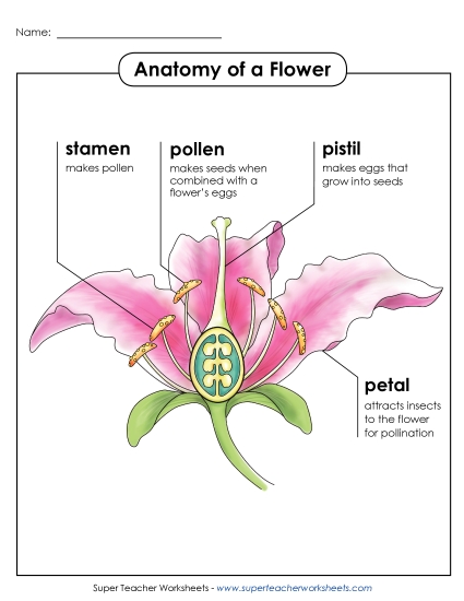 Flowers - Anatomy of a Flower Poster (Intermediate) (Printable PDF Worksheet)