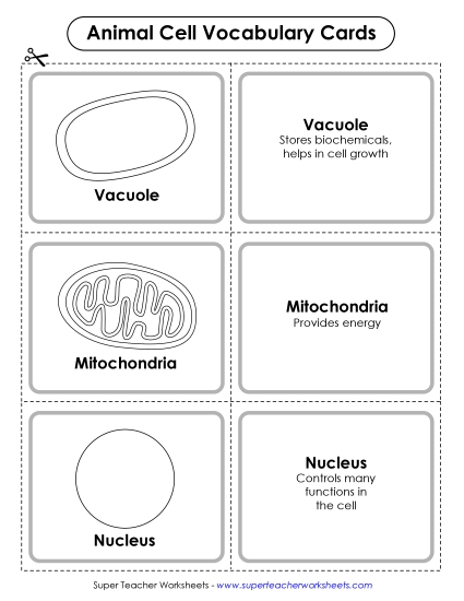 Animal Cells (Basic) - Animal Cell Vocabulary Cards (Printable PDF Worksheet)