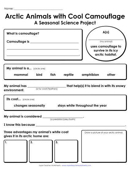 Research Report - Arctic Animals: Camouflage Research Report (Printable PDF Worksheet)