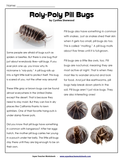 Animal Articles - Article: Pill Bugs (Printable PDF Worksheet)