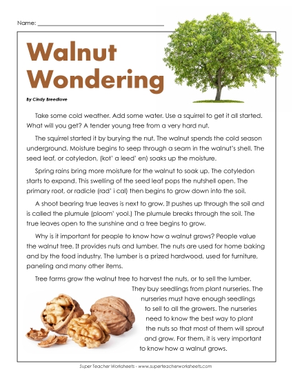 Stories & Articles - Article: Wonderful Walnuts (Printable PDF Worksheet)