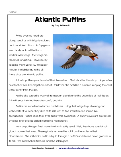 Birds - Atlantic Puffins (Printable PDF Worksheet)
