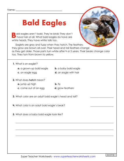 Birds - Bald Eagles (Short) (Printable PDF Worksheet)