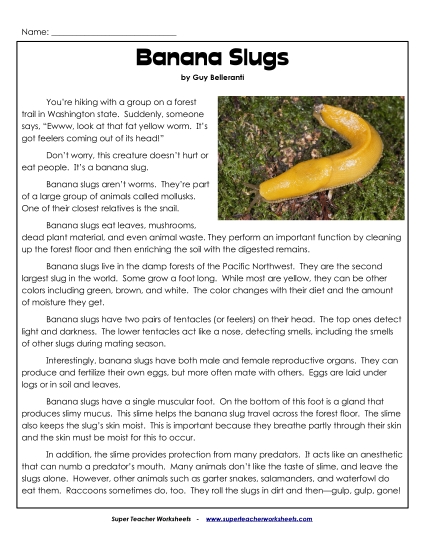 Other Animals - Banana Slugs (Printable PDF Worksheet)