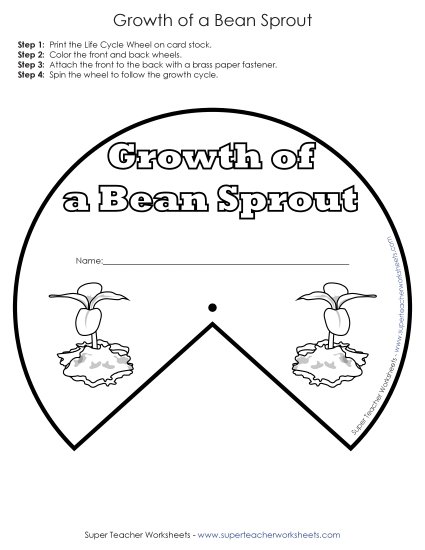Beans and Bean Plants - Bean Sprout Growth Cycle Wheel (Basic) (Printable PDF Worksheet)