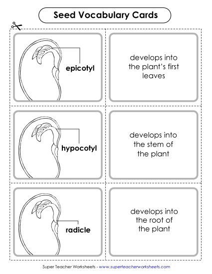 Beans and Bean Plants - Bean/Seed Vocabulary Cards (Intermediate) (Printable PDF Worksheet)