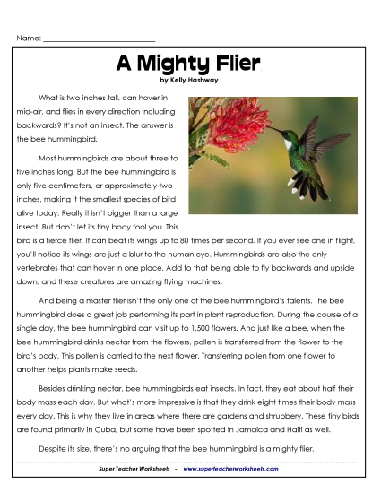 Birds - Bee Hummingbird (Printable PDF Worksheet)
