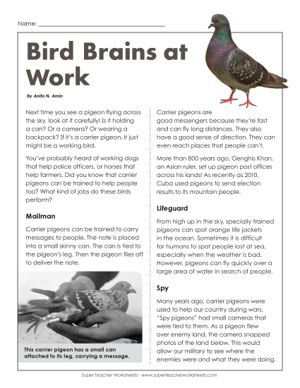 Nonfiction - Bird Brains At Work (Printable PDF Worksheet)