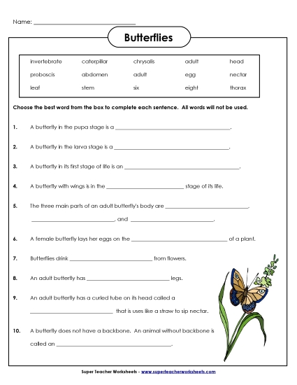 Butterfly Questions (Printable PDF Worksheet)