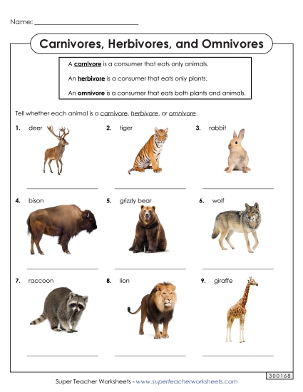 Food Chain Worksheets - Carnivores, Herbivores,and Omnivores  (Printable PDF Worksheet)