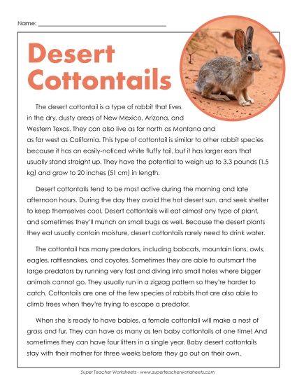 Reading Comprehension - Desert Cottontails (Printable PDF Worksheet)