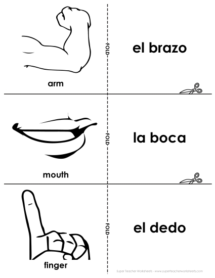 Body Parts (Partes del cuerpo) - Flashcards: Body Parts (Printable PDF Worksheet)