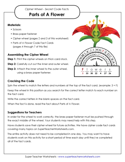 Flower Parts (Printable PDF Worksheet)