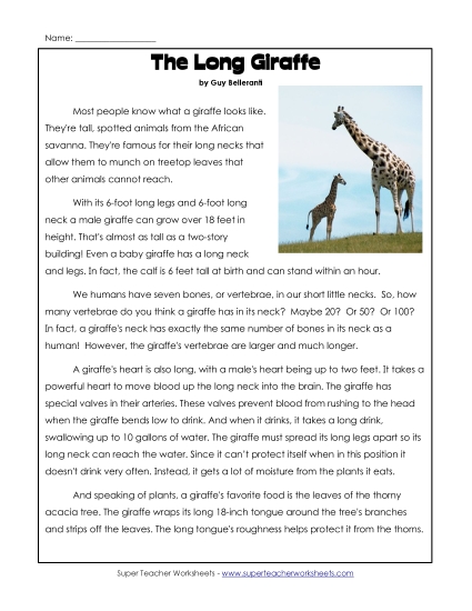 Mammals - Giraffes (Printable PDF Worksheet)