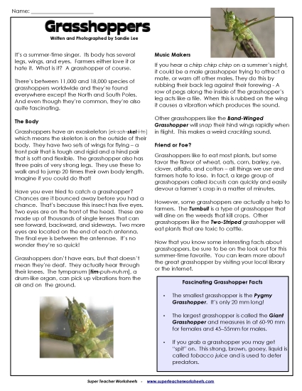 Articles with Questions - Grasshoppers (Printable PDF Worksheet)