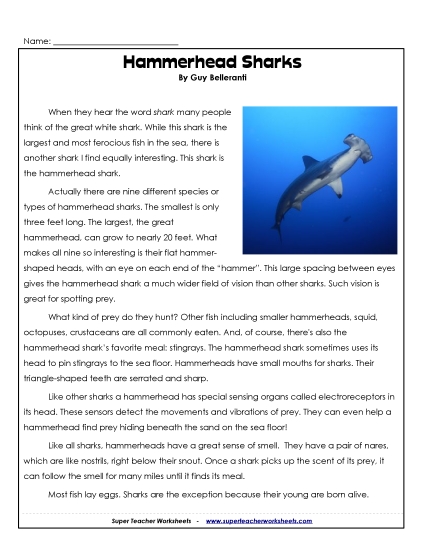 Fish - Hammerhead Sharks (Printable PDF Worksheet)