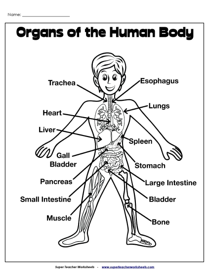 Human Body Worksheets - Human Body Organs Picture (Printable PDF Worksheet)