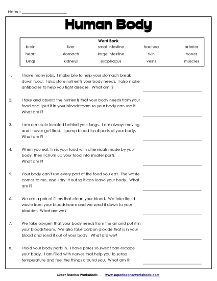 Human Body Worksheets - Human Body Questions (Printable PDF Worksheet)