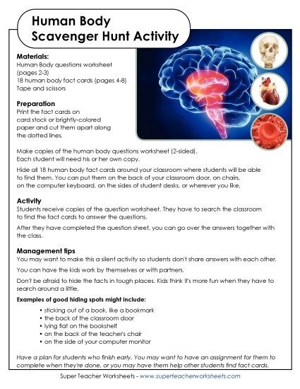 Human Body Scavenger Hunt (Printable PDF Worksheet)