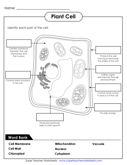 Plant Cells (Basic) - Identify Plant Cell Parts (Printable PDF Worksheet)