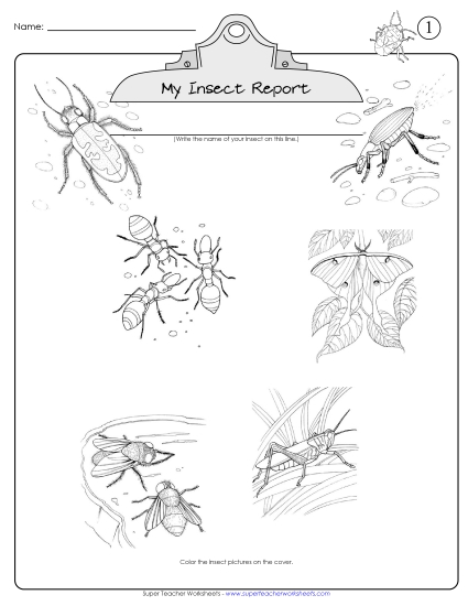 Insect Report (Printable PDF Worksheet)