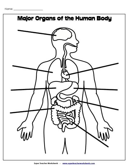 Human Body Worksheets - Label Major Organs (Printable PDF Worksheet)