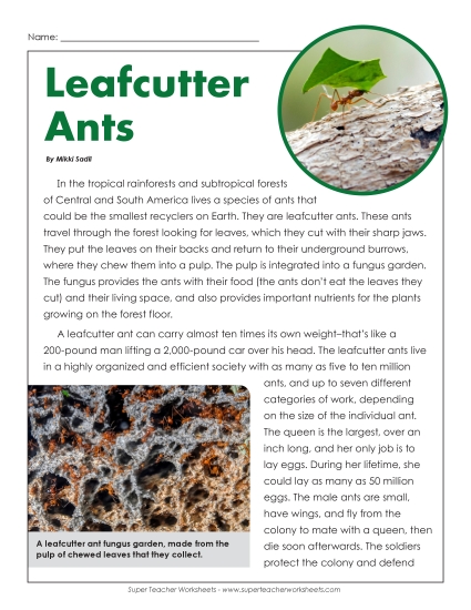 Insects, Spiders, and Bugs - Leaf Cutter Ants (Printable PDF Worksheet)
