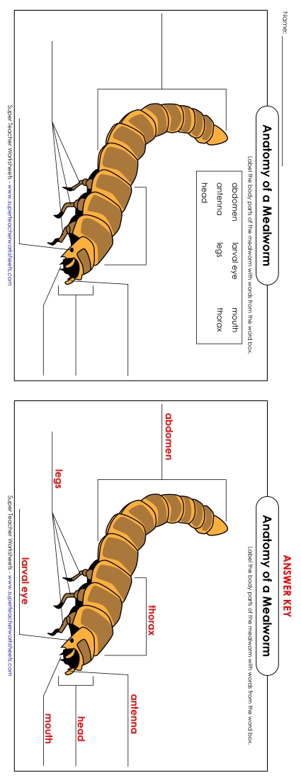 Mealworm Anatomy - Mealworm - Label the Parts (Color) (Printable PDF Worksheet)