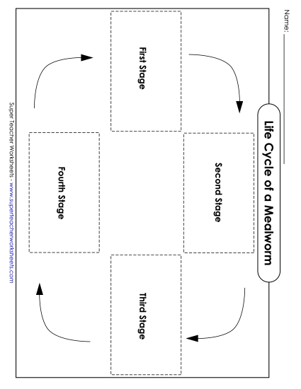 Mealworm Life Cycle - Mealworm Life Cycle Cut & Glue (Printable PDF Worksheet)