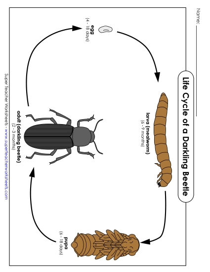 Mealworm Life Cycle - Mealworm Life Cycle Picture (Printable PDF Worksheet)