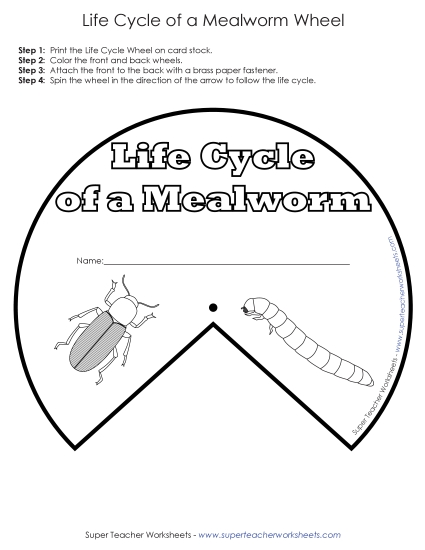 Mealworm Life Cycle - Mealworm Life Cycle Wheel (Printable PDF Worksheet)