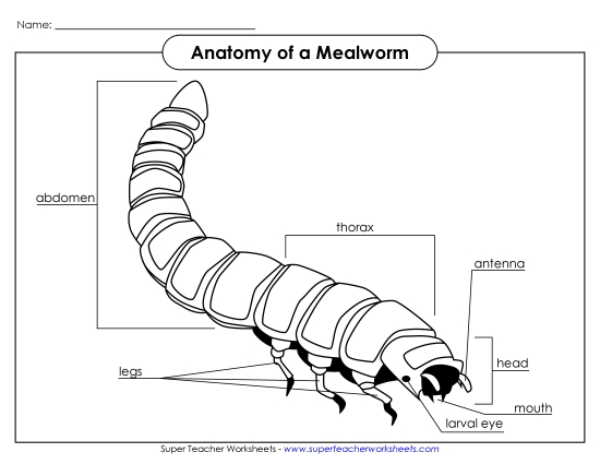 Mealworm Anatomy - Mealworm - Picture (Black and White) (Printable PDF Worksheet)