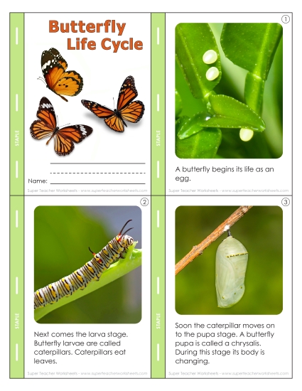 Mini Book: Butterfly Life Cycle (Printable PDF Worksheet)