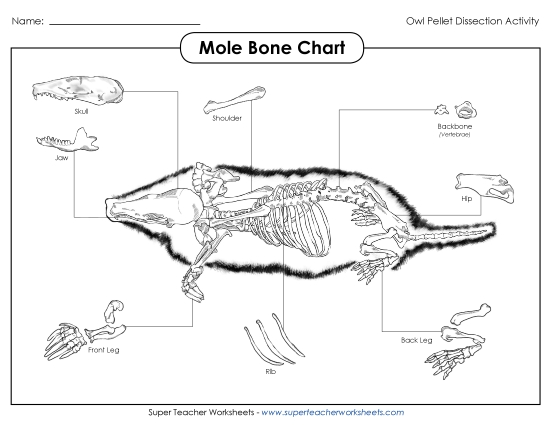Owl Pellets - Mole Skeleton Chart (Printable PDF Worksheet)