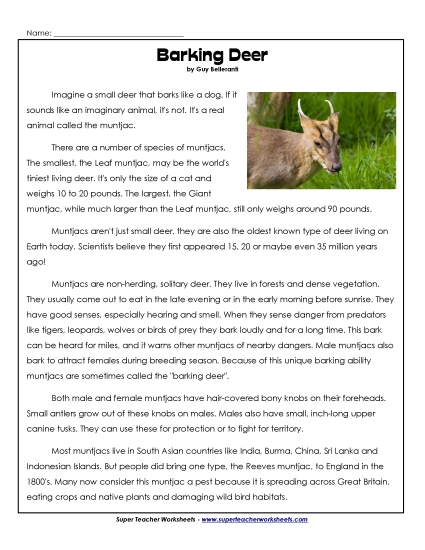 Mammals - Muntjac (Barking Deer) (Printable PDF Worksheet)