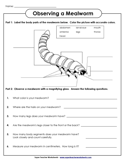 More Mealworm Stuff - Observing Mealworms (Printable PDF Worksheet)