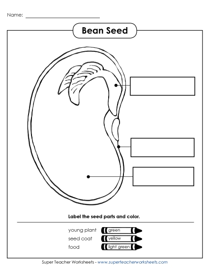 Beans and Bean Plants - Parts of a Bean (Basic) (Printable PDF Worksheet)