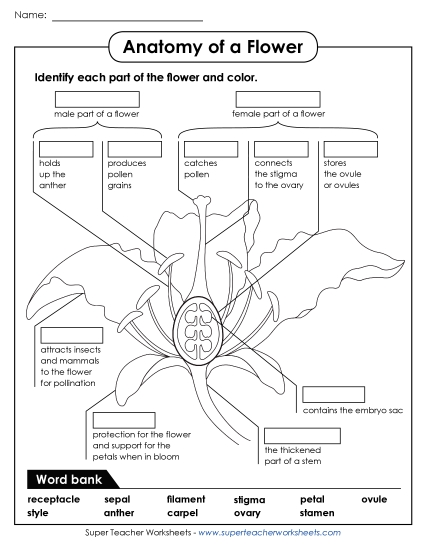 Flowers - Parts of a Flower (Advanced) (Printable PDF Worksheet)